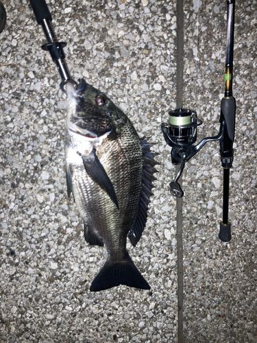 クロダイの釣果