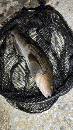 アイナメの釣果