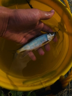 オイカワの釣果