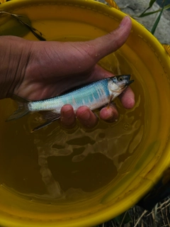 オイカワの釣果