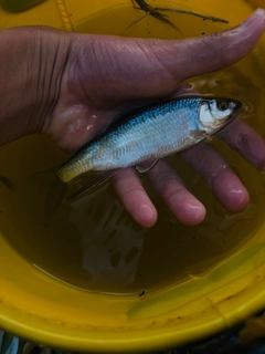 オイカワの釣果