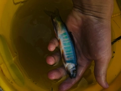 オイカワの釣果