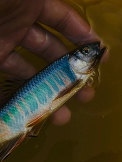 オイカワの釣果