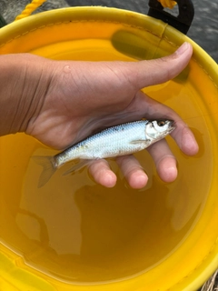 オイカワの釣果