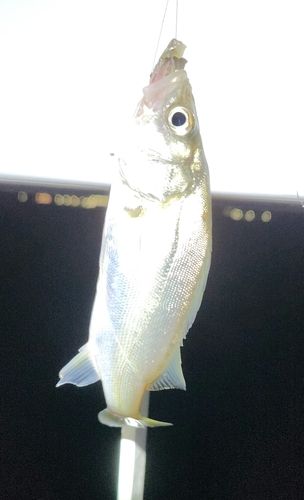 セイゴ（マルスズキ）の釣果