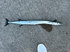 ダツの釣果