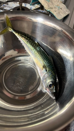 サバの釣果