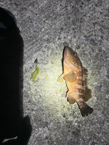 アコウの釣果