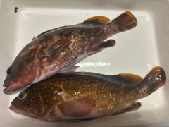 キジハタの釣果