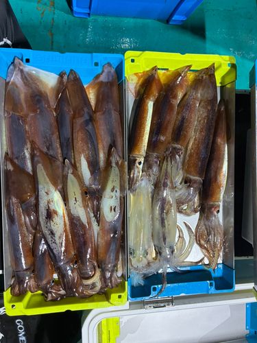 スルメイカの釣果