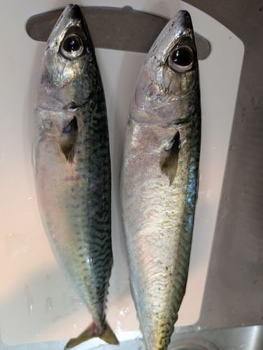 サバの釣果
