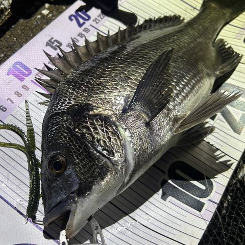 クロダイの釣果