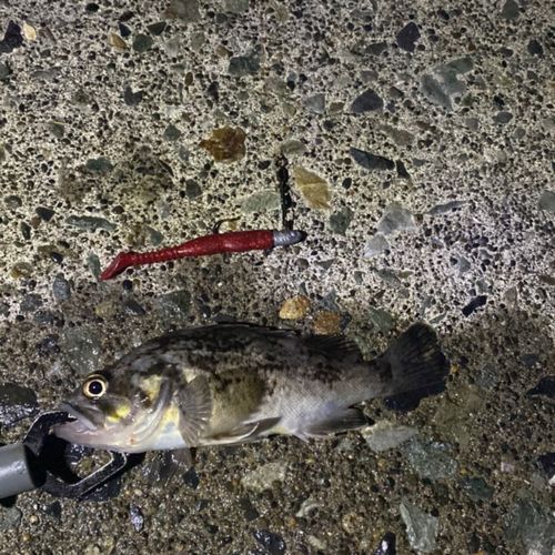 クロソイの釣果