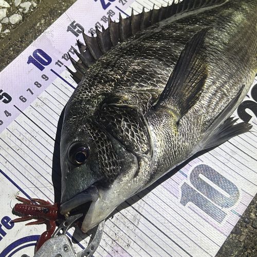 クロダイの釣果