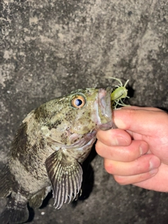 ムラソイの釣果