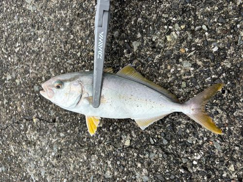 ショゴの釣果