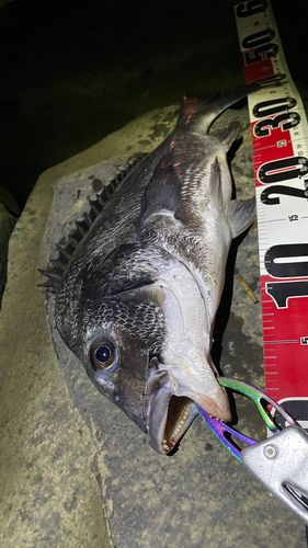 チヌの釣果