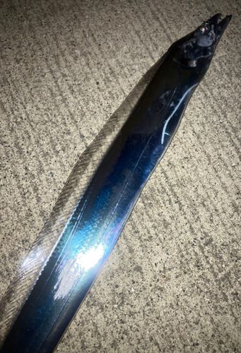 タチウオの釣果