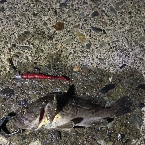 クロソイの釣果