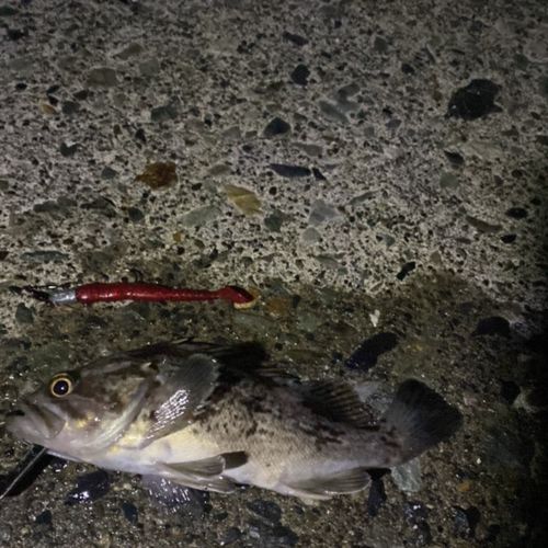クロソイの釣果