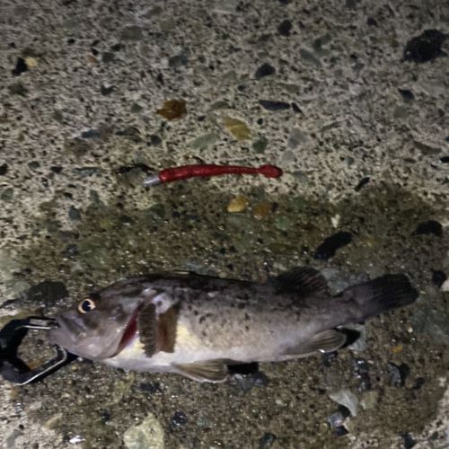 クロソイの釣果