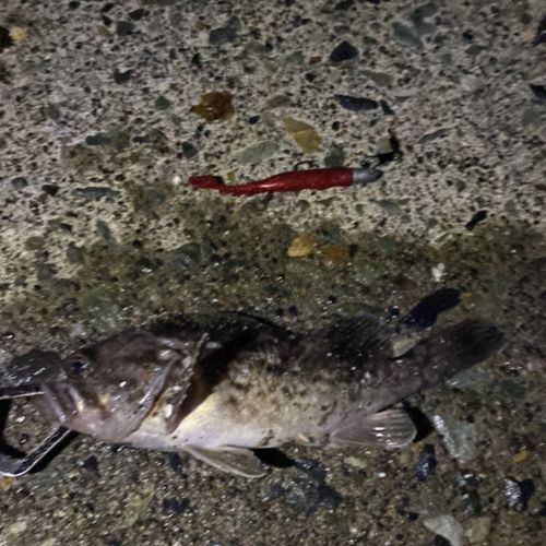 クロソイの釣果