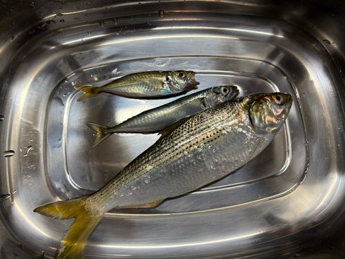 コノシロの釣果