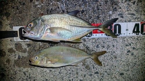 ギンガメアジの釣果