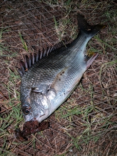 キビレの釣果