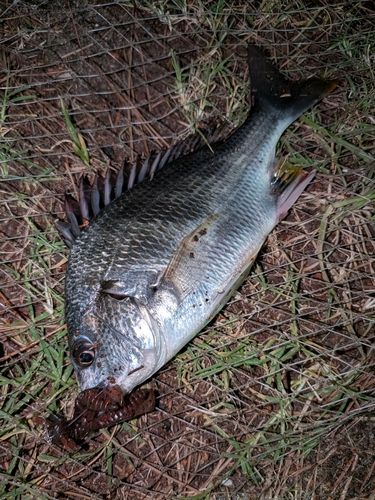キビレの釣果