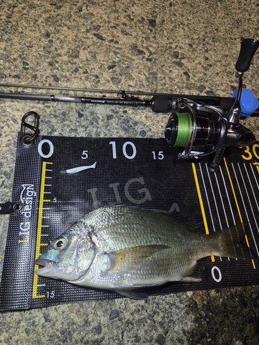 キビレの釣果