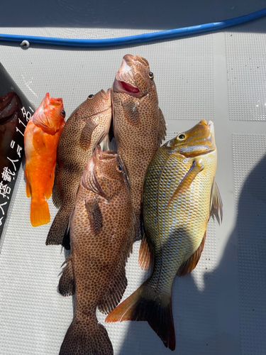 オオモンハタの釣果