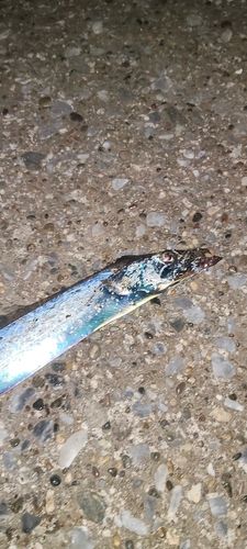 タチウオの釣果