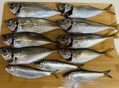 アジの釣果