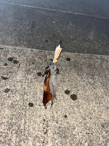 スルメイカの釣果