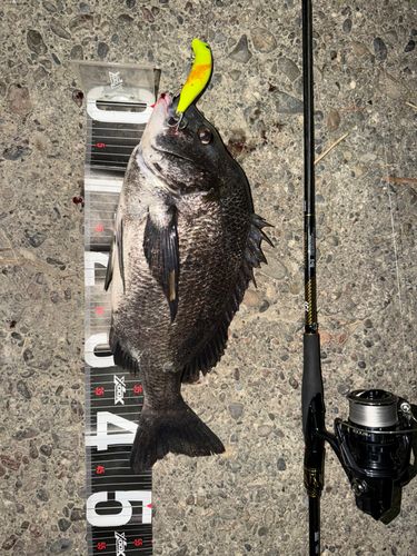 チヌの釣果