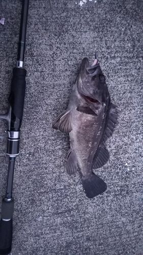 クロソイの釣果
