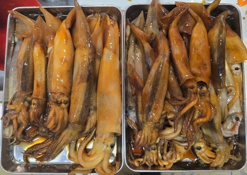 スルメイカの釣果