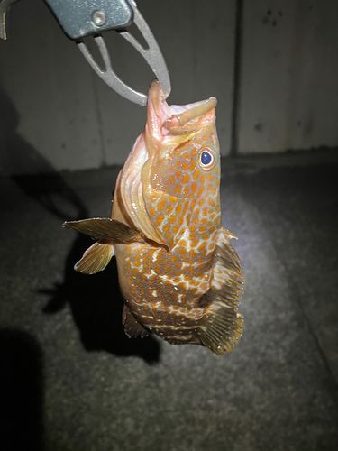 アコウの釣果