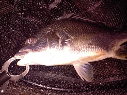 キビレの釣果