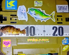 クロメバルの釣果
