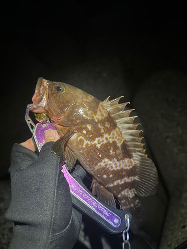 キジハタの釣果