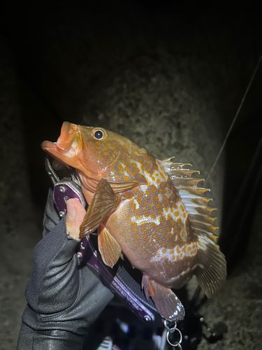 キジハタの釣果