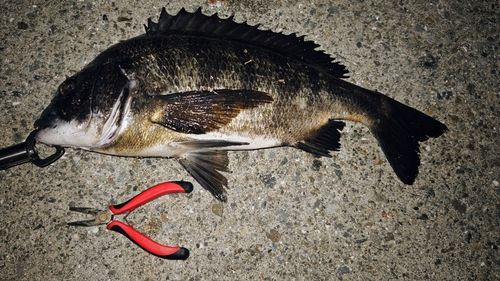 チヌの釣果