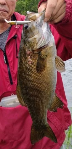 スモールマウスバスの釣果