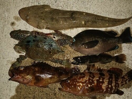 マゴチの釣果