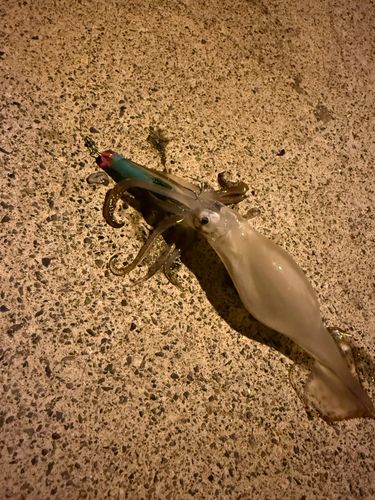 スルメイカの釣果