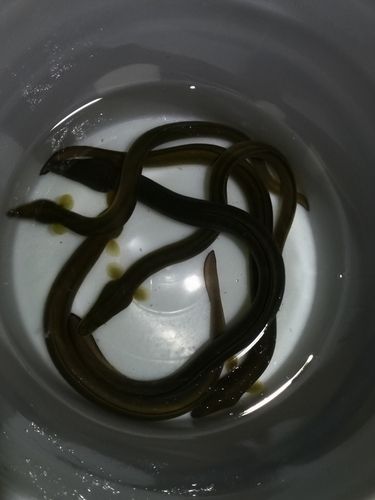 ウナギの釣果