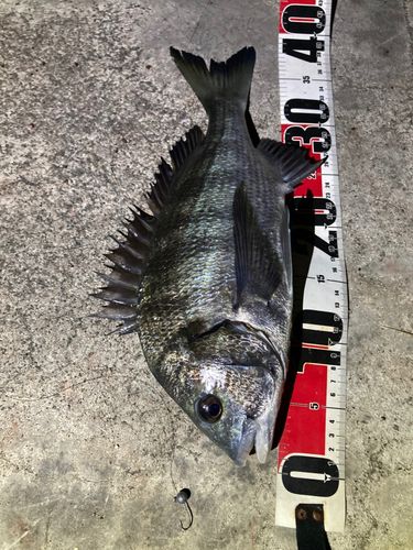 クロダイの釣果