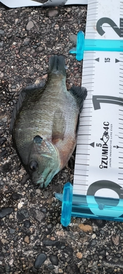 ブルーギルの釣果